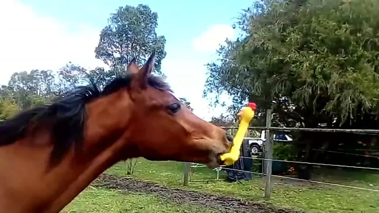 playing with horse balls