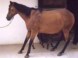 Laminitis: a common, painful and sometimes deadly disease.
