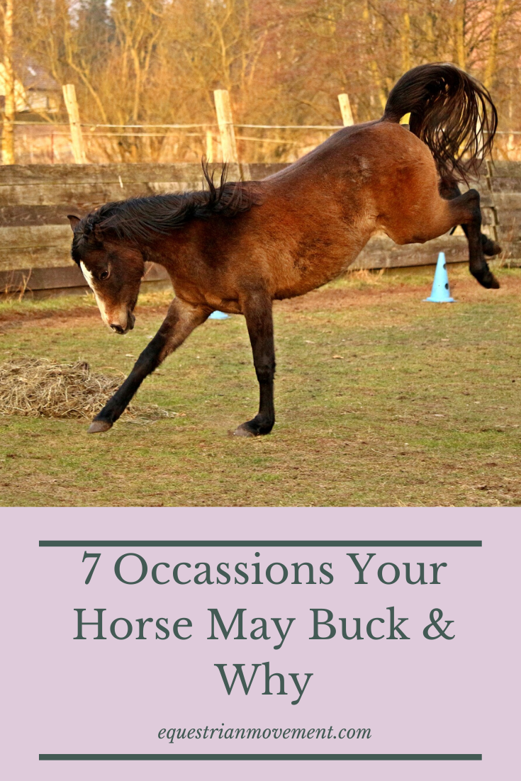 Equestrian Movement - Why does my horse buck? 7 Common Occassions & Their  Cause