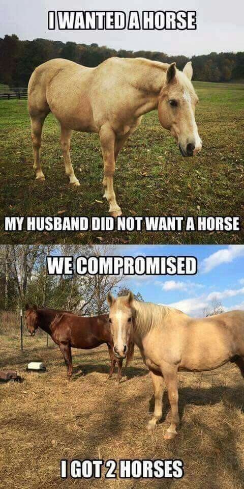Featured image of post Got Horse Memes W i meme fatti a