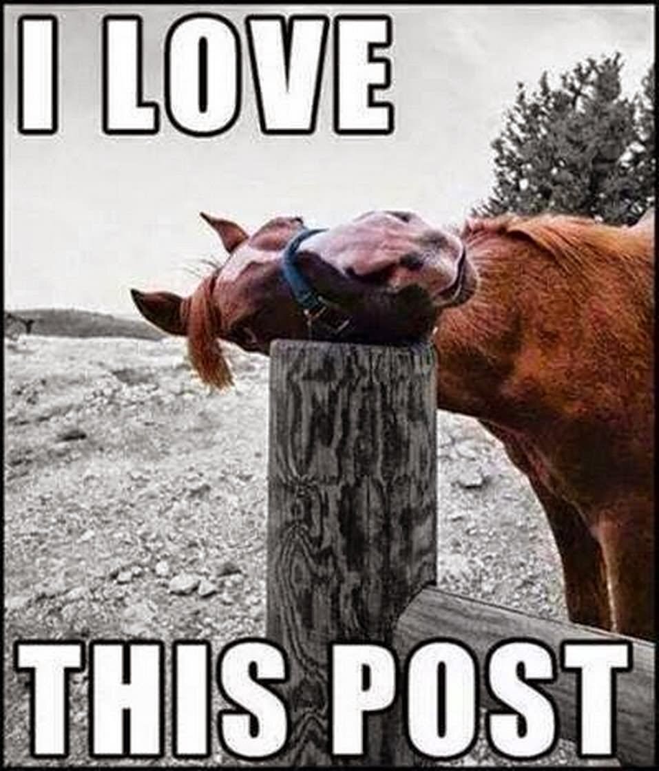Equestrian Movement - Love Your Horse - Best Memes of 2020