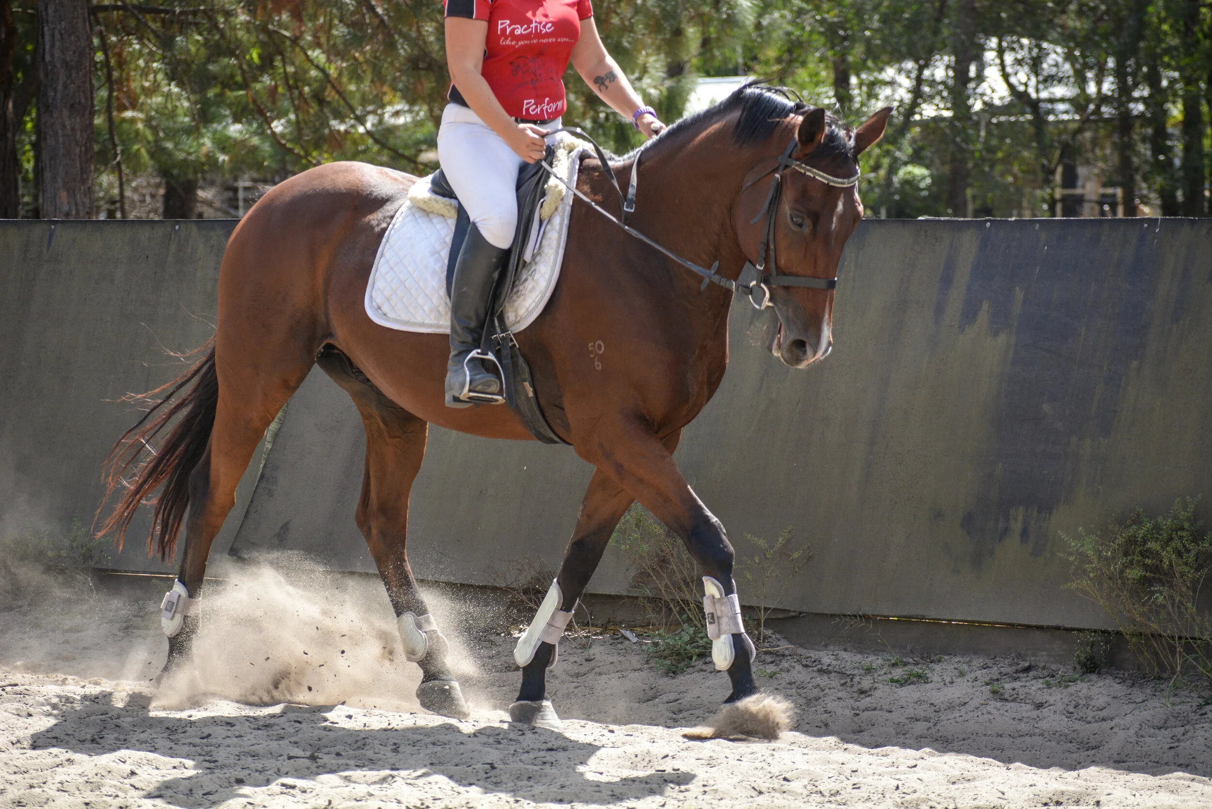 The holy grail of Dressage