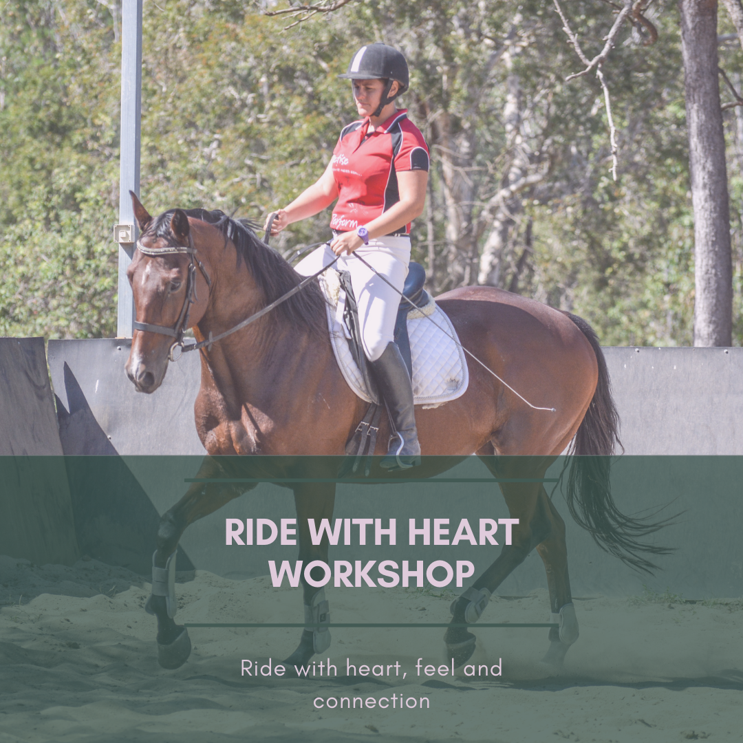 Equestrian Movement Why Your Horse Wont Canter