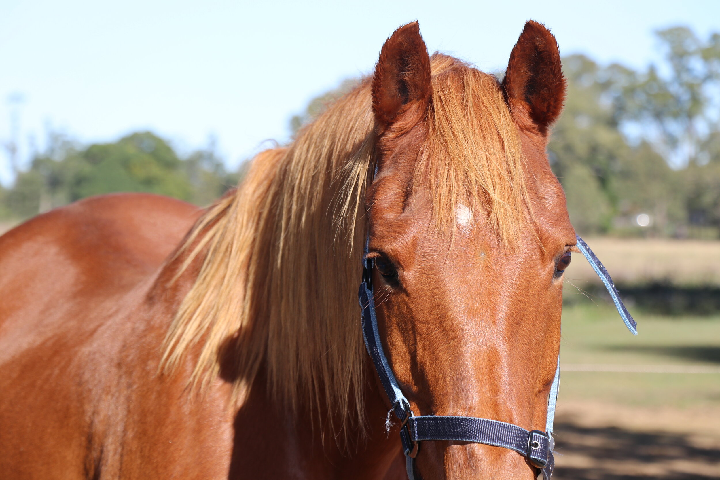 Creating A Safe Horse