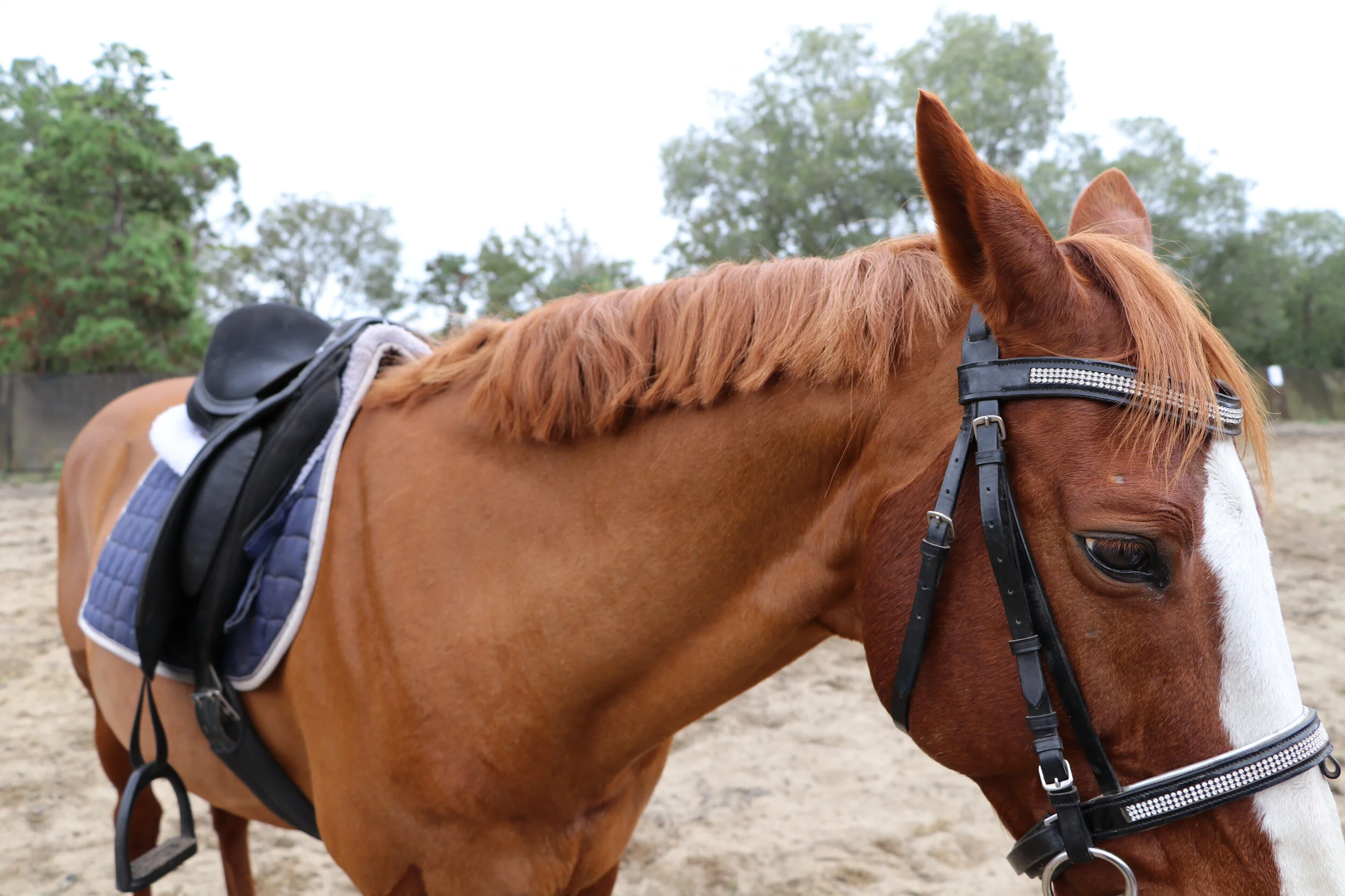Have I damaged my bond with my horse forever?