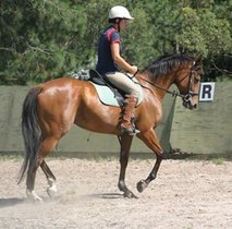 What should I be doing with my young, green horse?