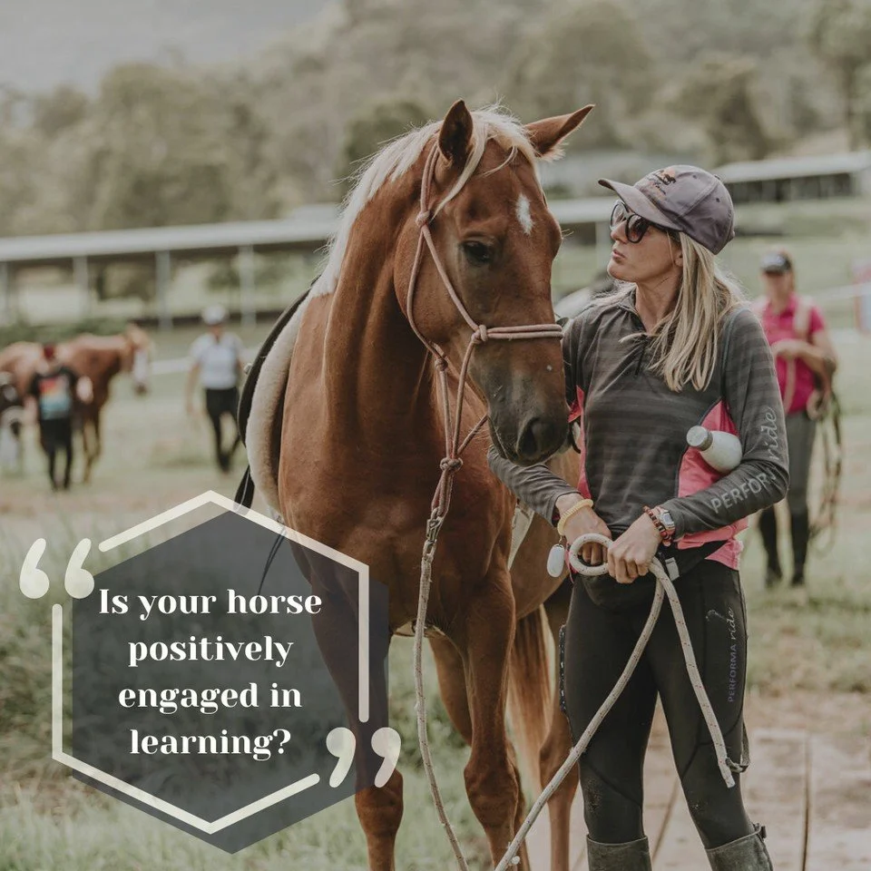 The top questions Powerfully Connected Equestrians ask their horses...