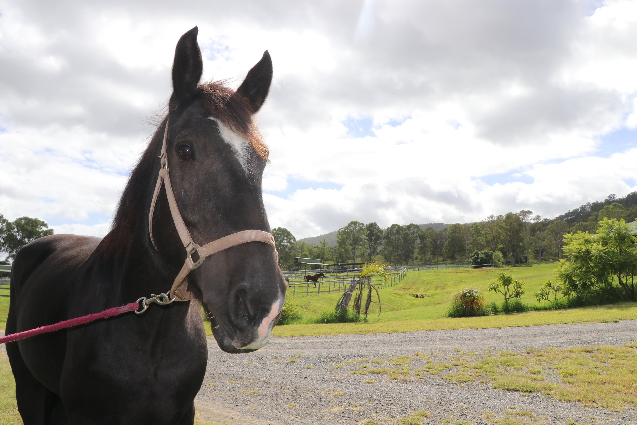 Is your horse getting frustrated?