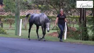 The "secret sauce" for creating calm, relaxed horses