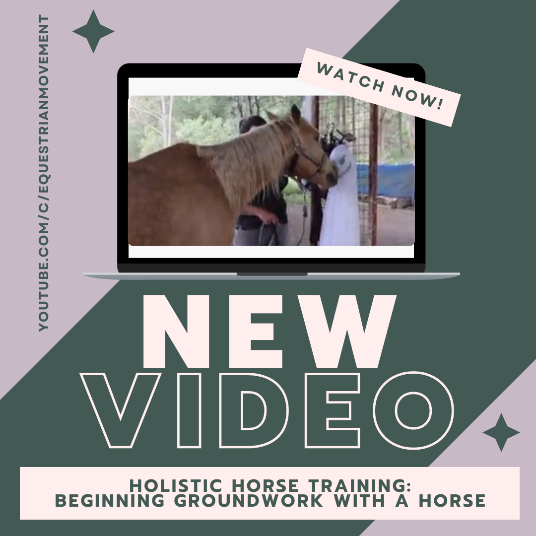 How to work safely with horses? 