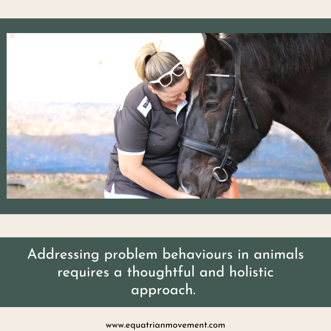 Essential Steps Before Training Behaviors With Katie