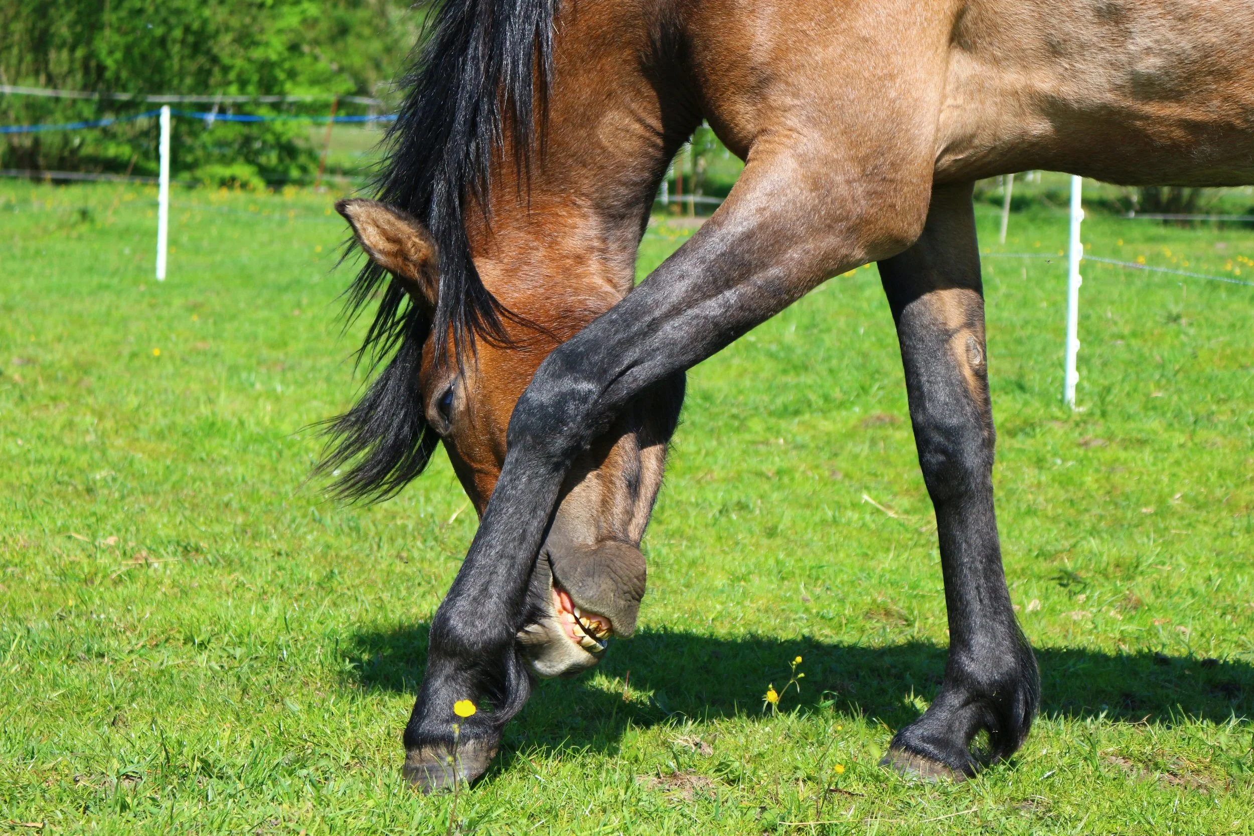 Relaxation cue from a horse