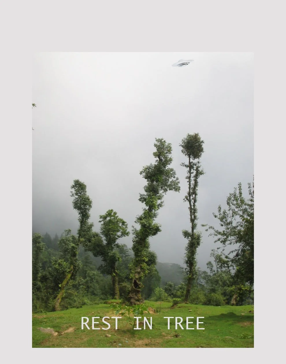 Rest In Tree Web.jpg