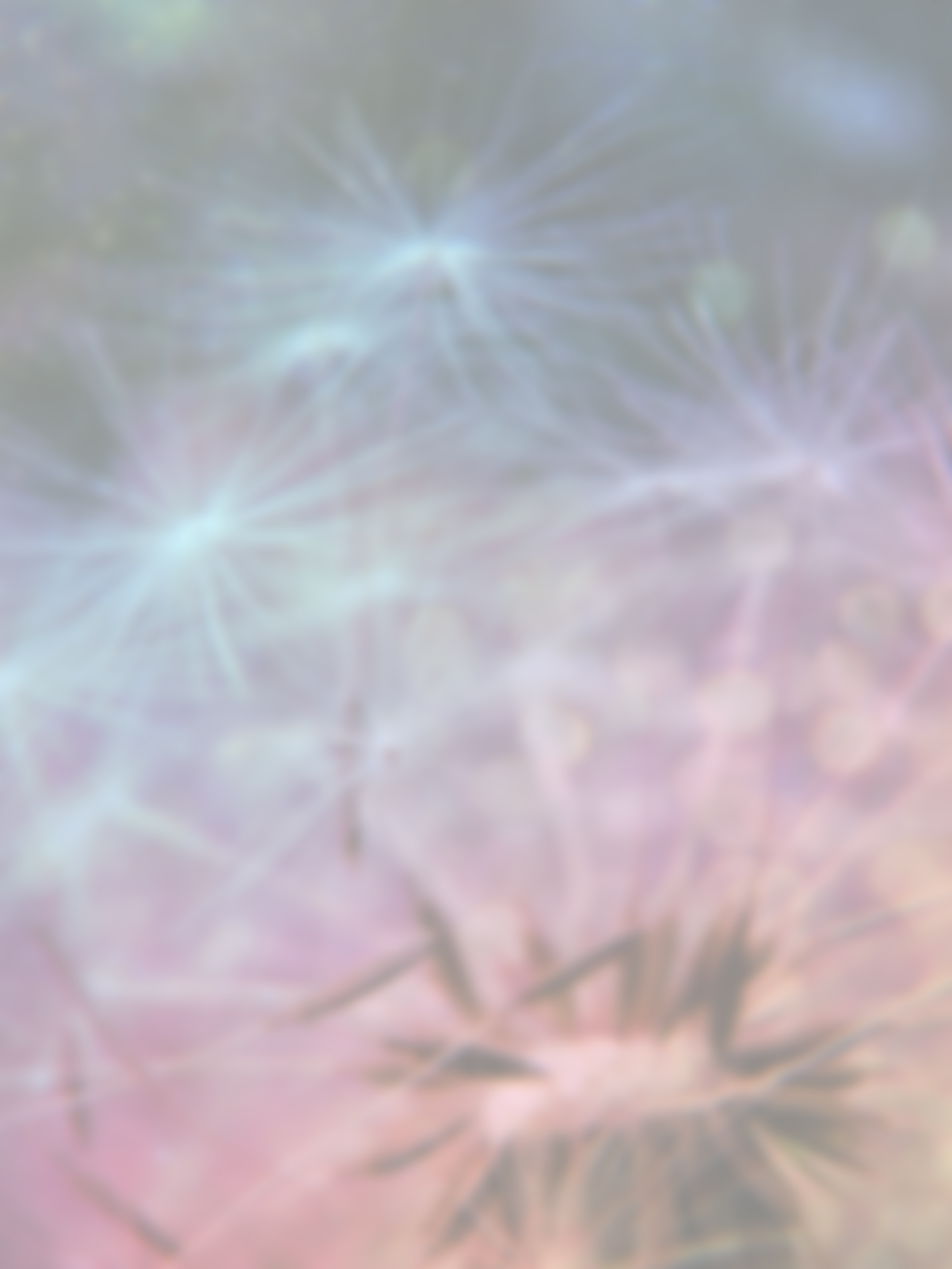 Flower-background-2.jpg