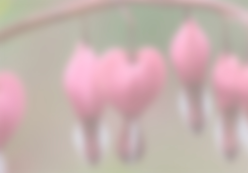 Flower-background.jpg