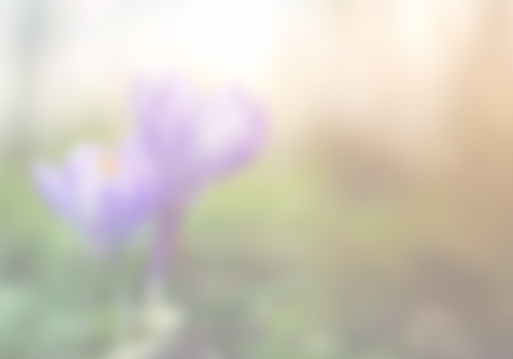 Flower-background-3.jpg