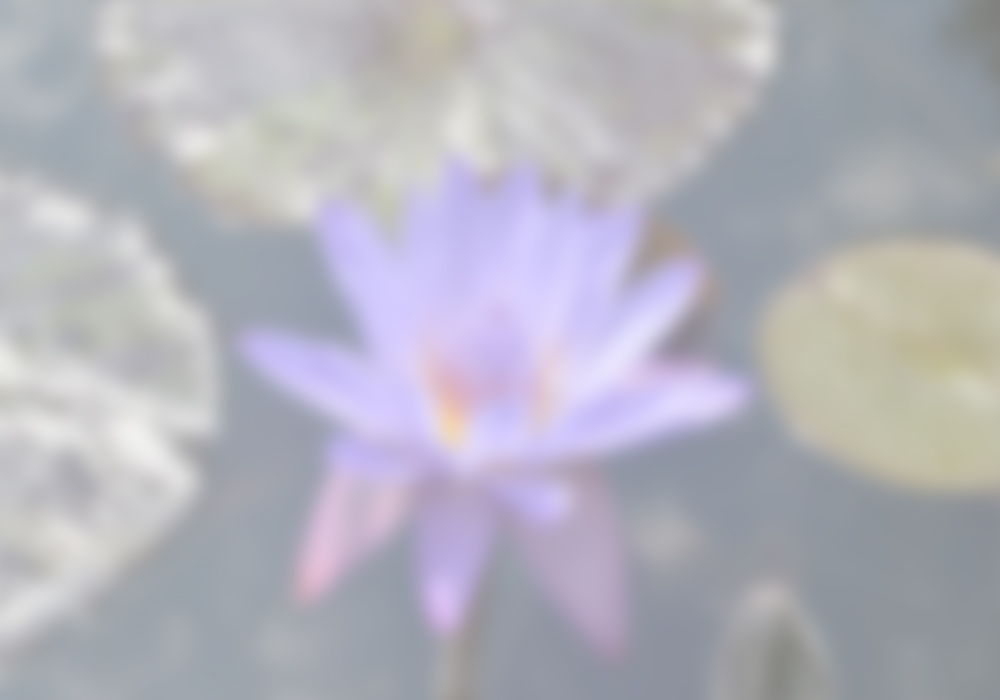 free psychic reading lotus
