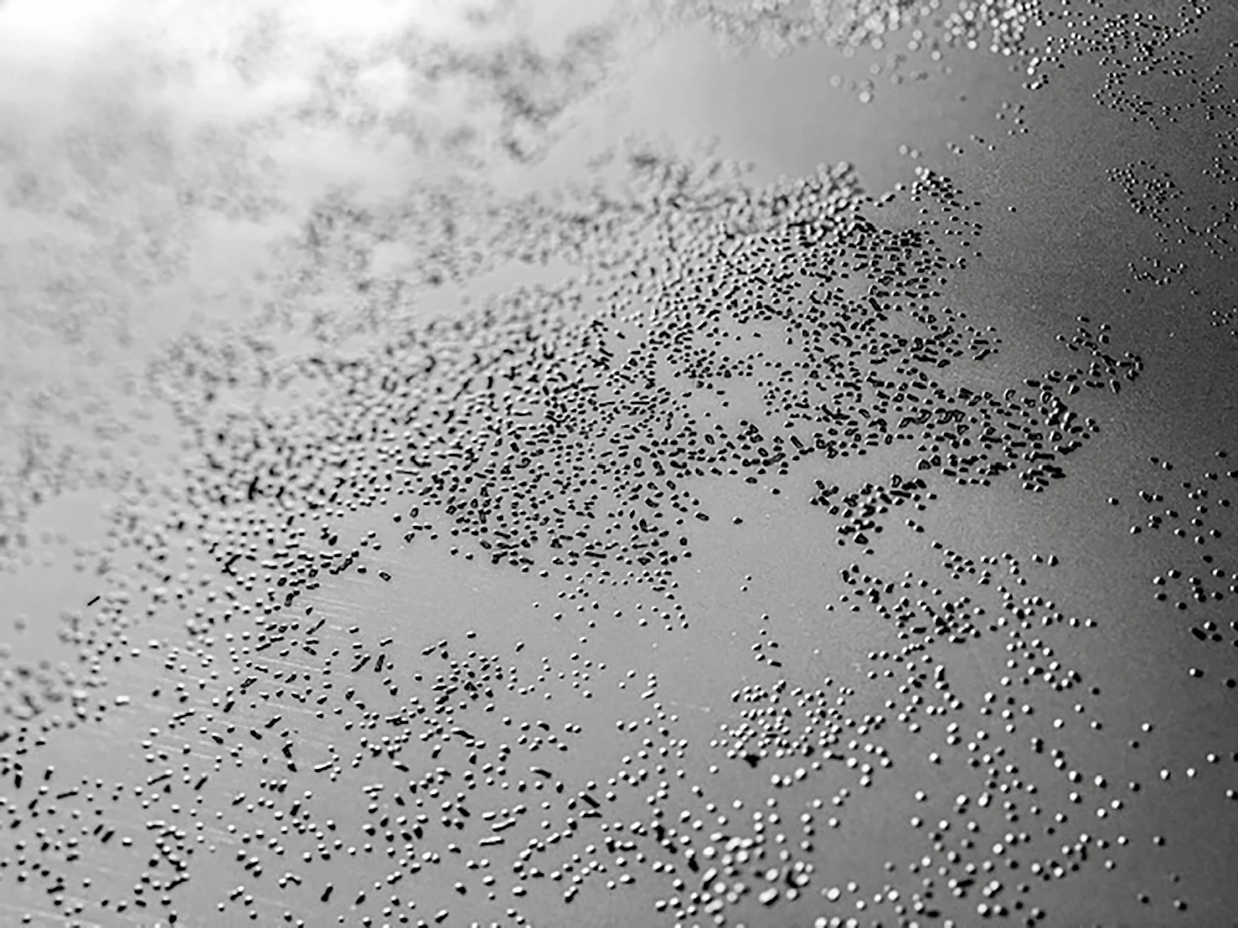 Vestigium Pulvis [Argenti] detail, 2020 etched brushed aluminium laminate on black acrylic 5 @ 297 x 420mm