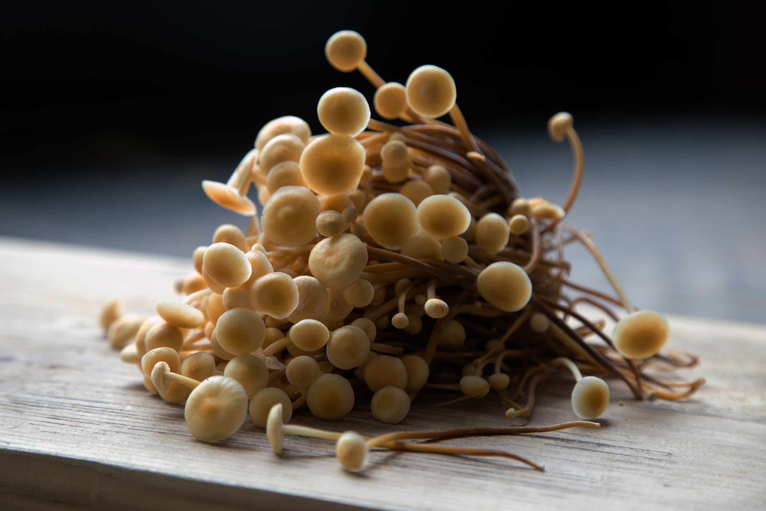 GOlden-enoki-darker.jpg