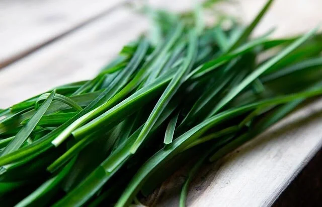 The first Wild Garlic shoots are beginning down in Cornwall and the West Country. It will be weeks before those unsuspecting infant shoots can satisfy everyone so in the meantime we request that you leave the kids be and suck on some Three Cornered G