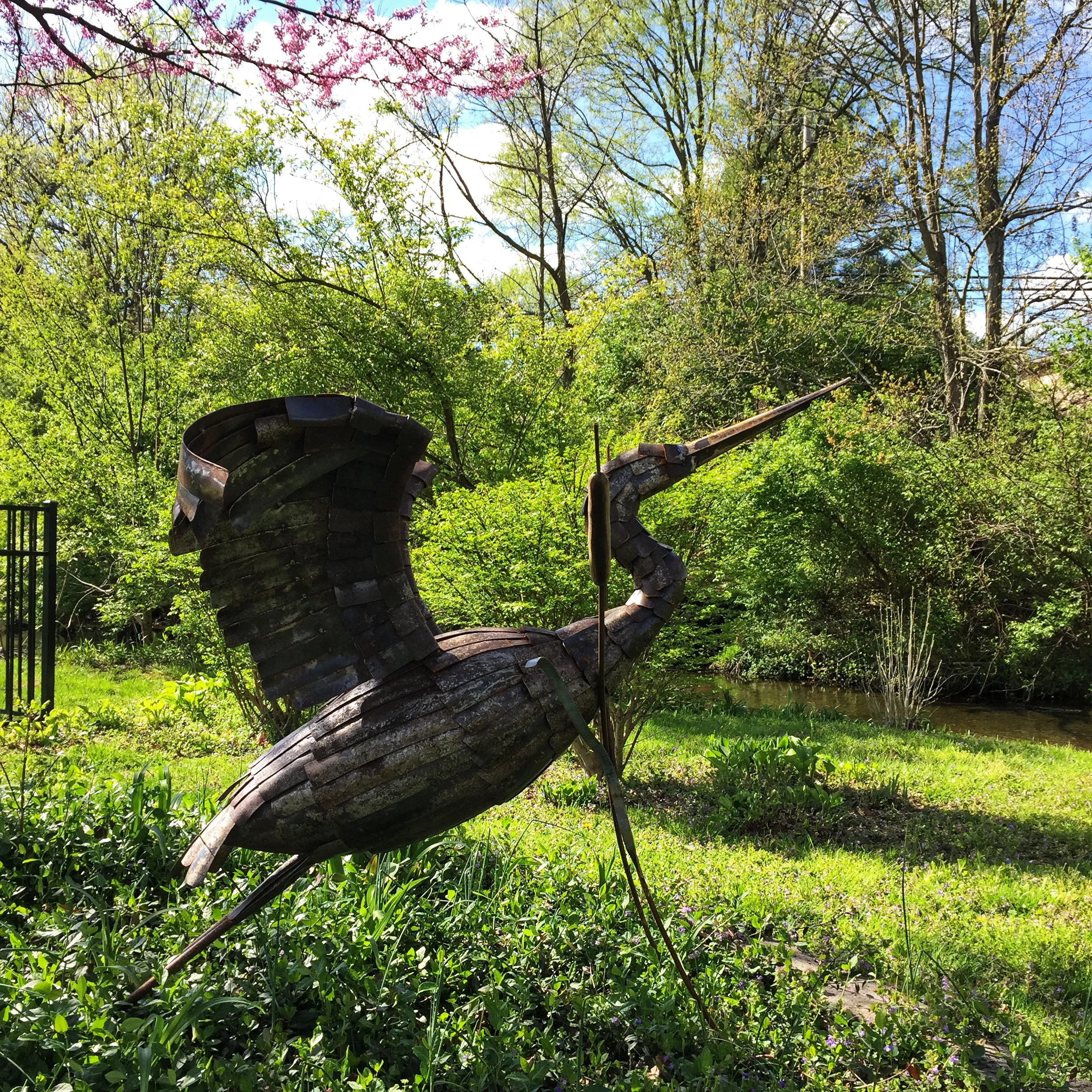 Blue Heron Taking Off