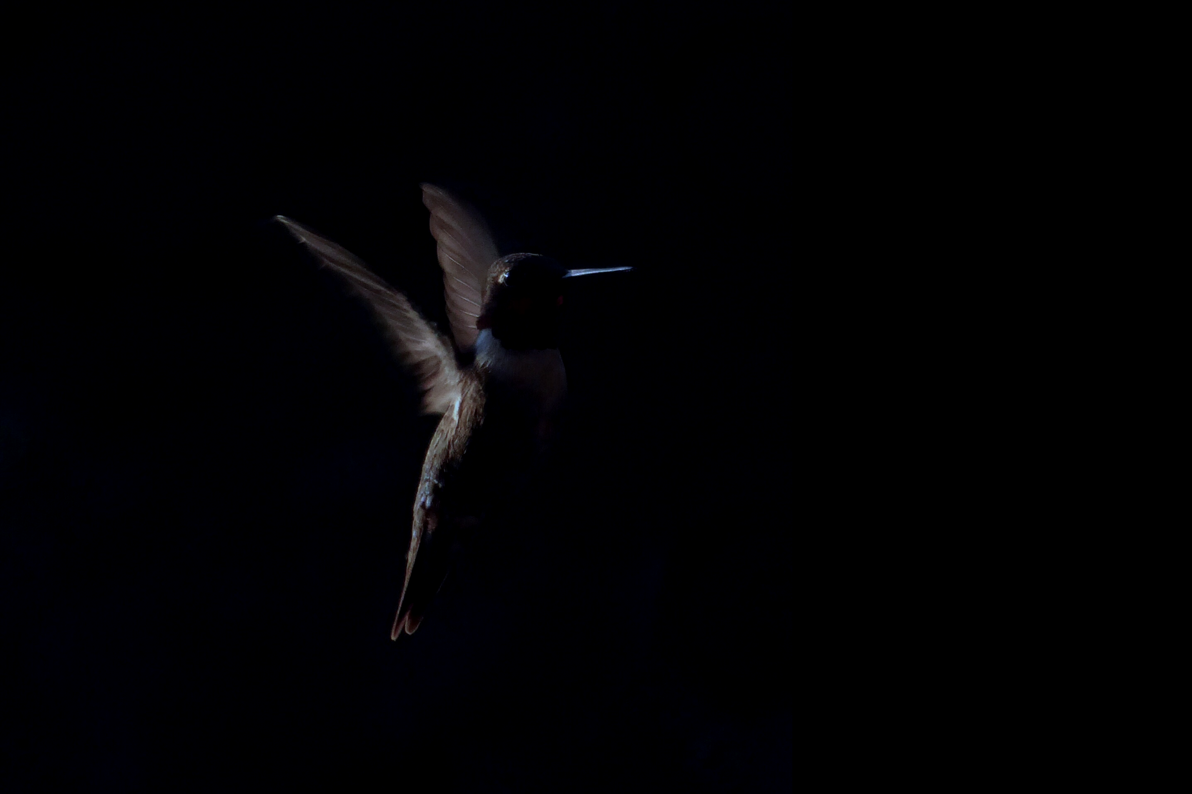 BirdMusic_SS_COVER (4).png