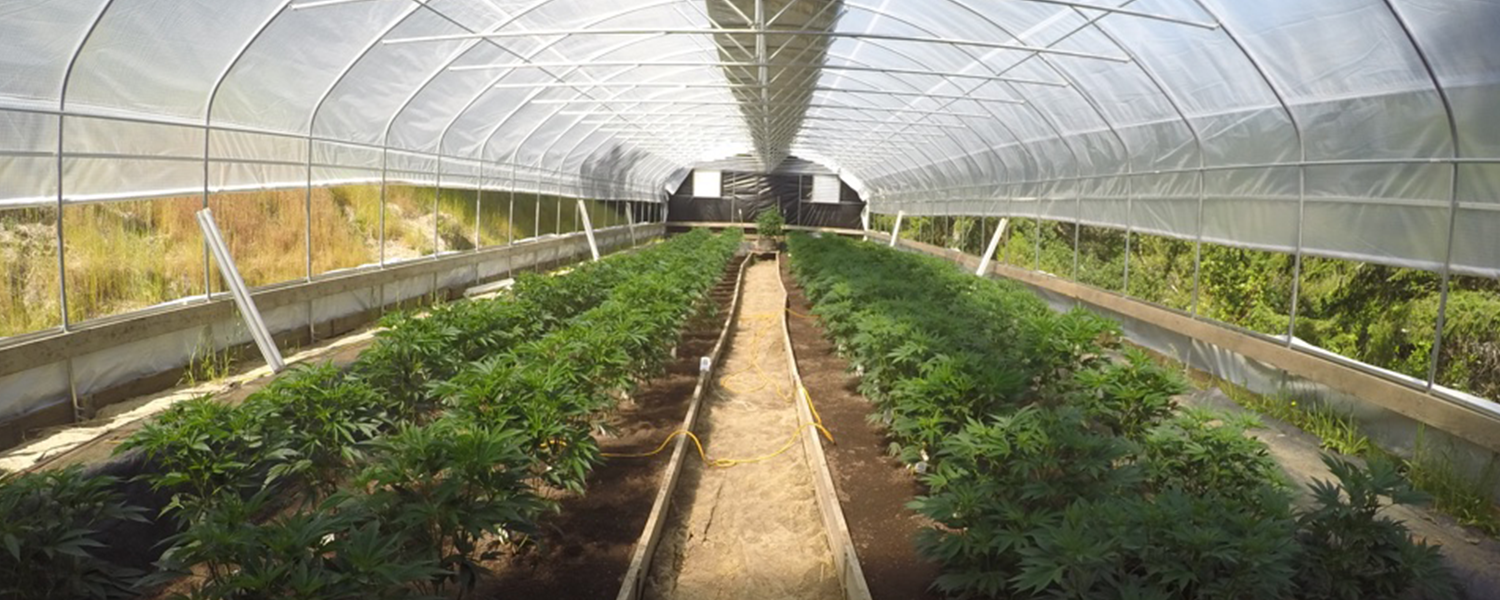 greenhouse.png
