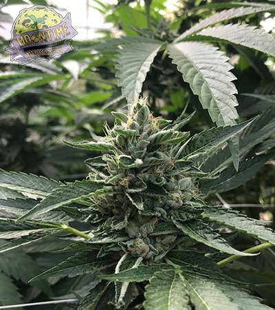 moontime-flowers-&-Concentrates.png