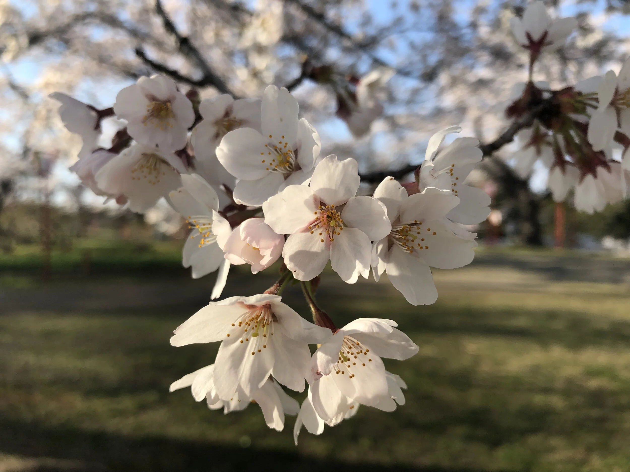 Coronavirus and Cherry Blossoms