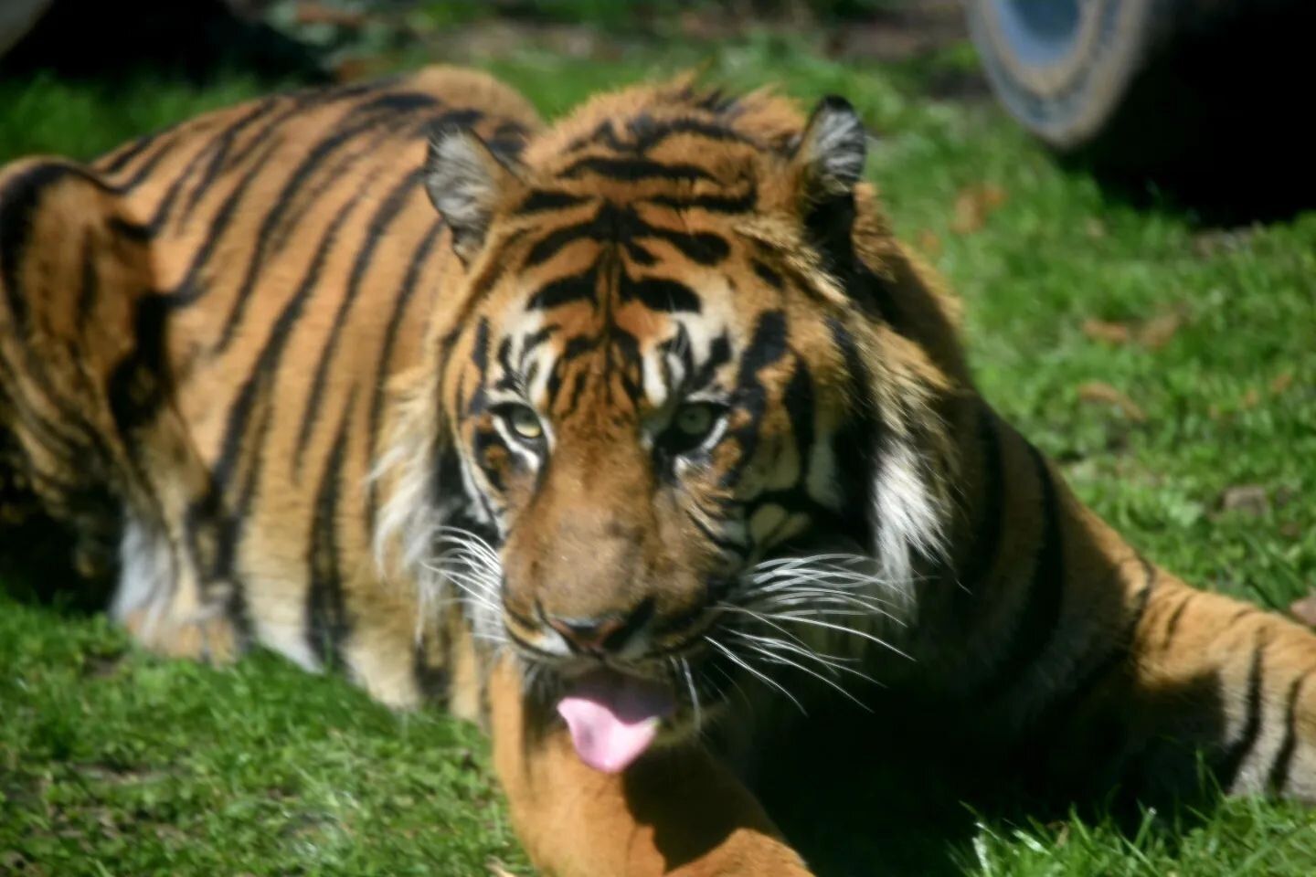 #sumatrantiger