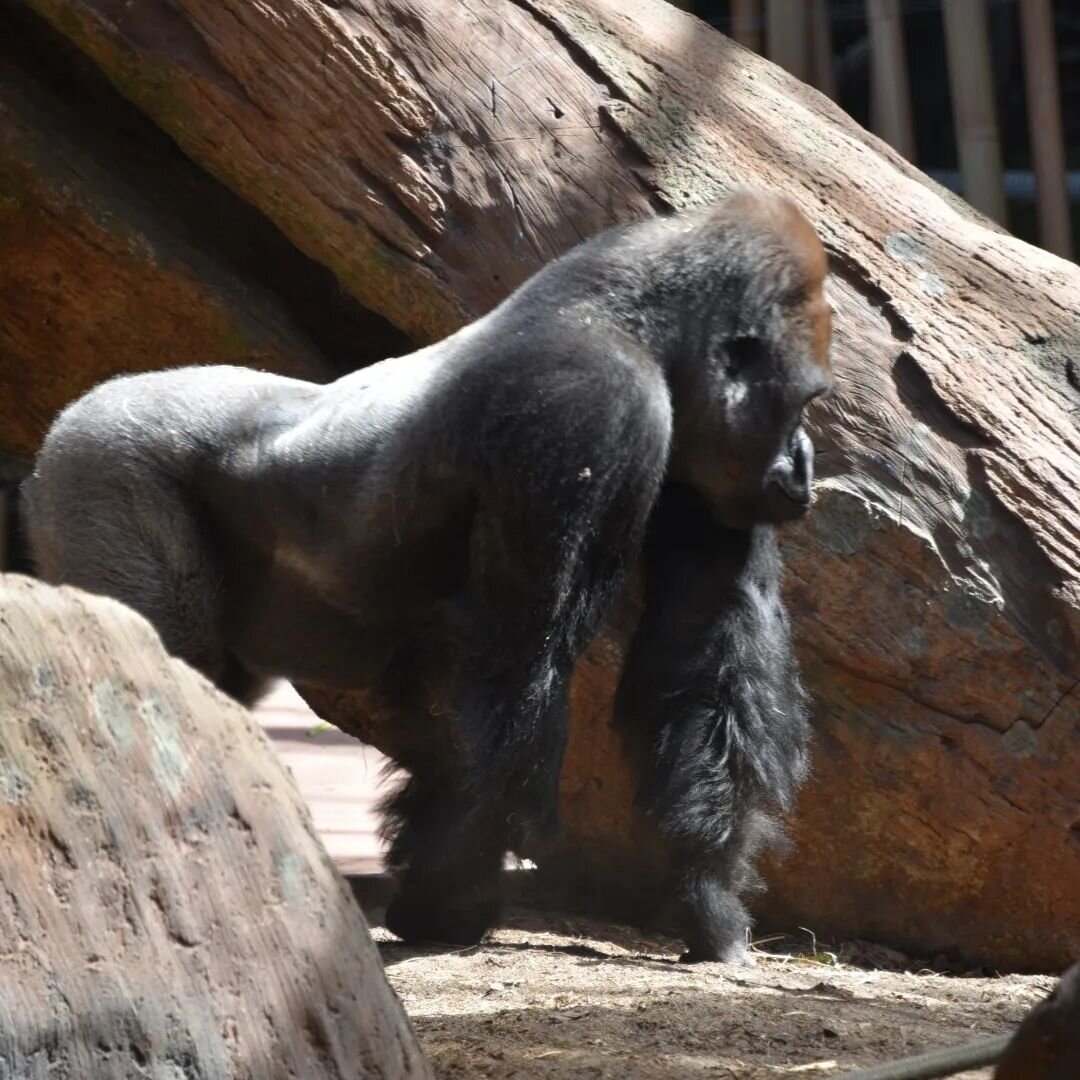 #ape #gorilla #silverbackgorilla