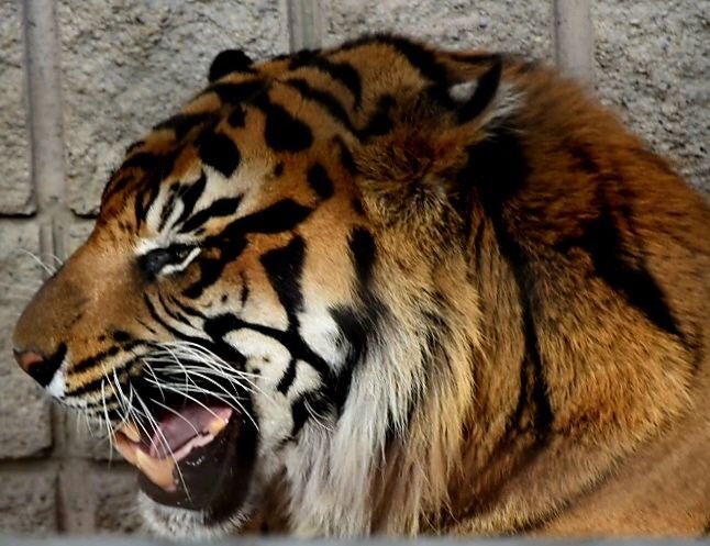 #tiger #sumatrantiger