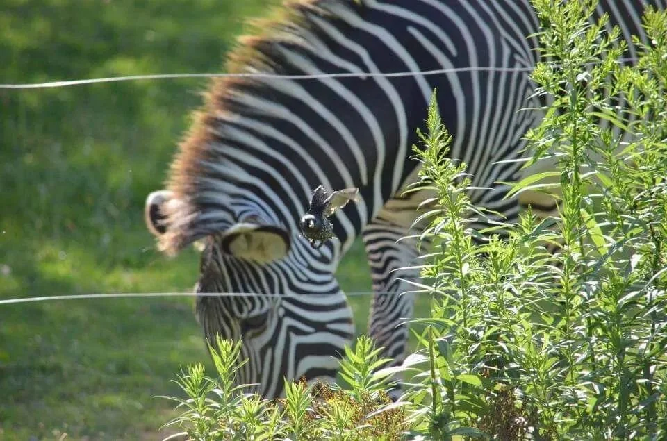 #zebra #bird a Zebra photobomed my bird shot.