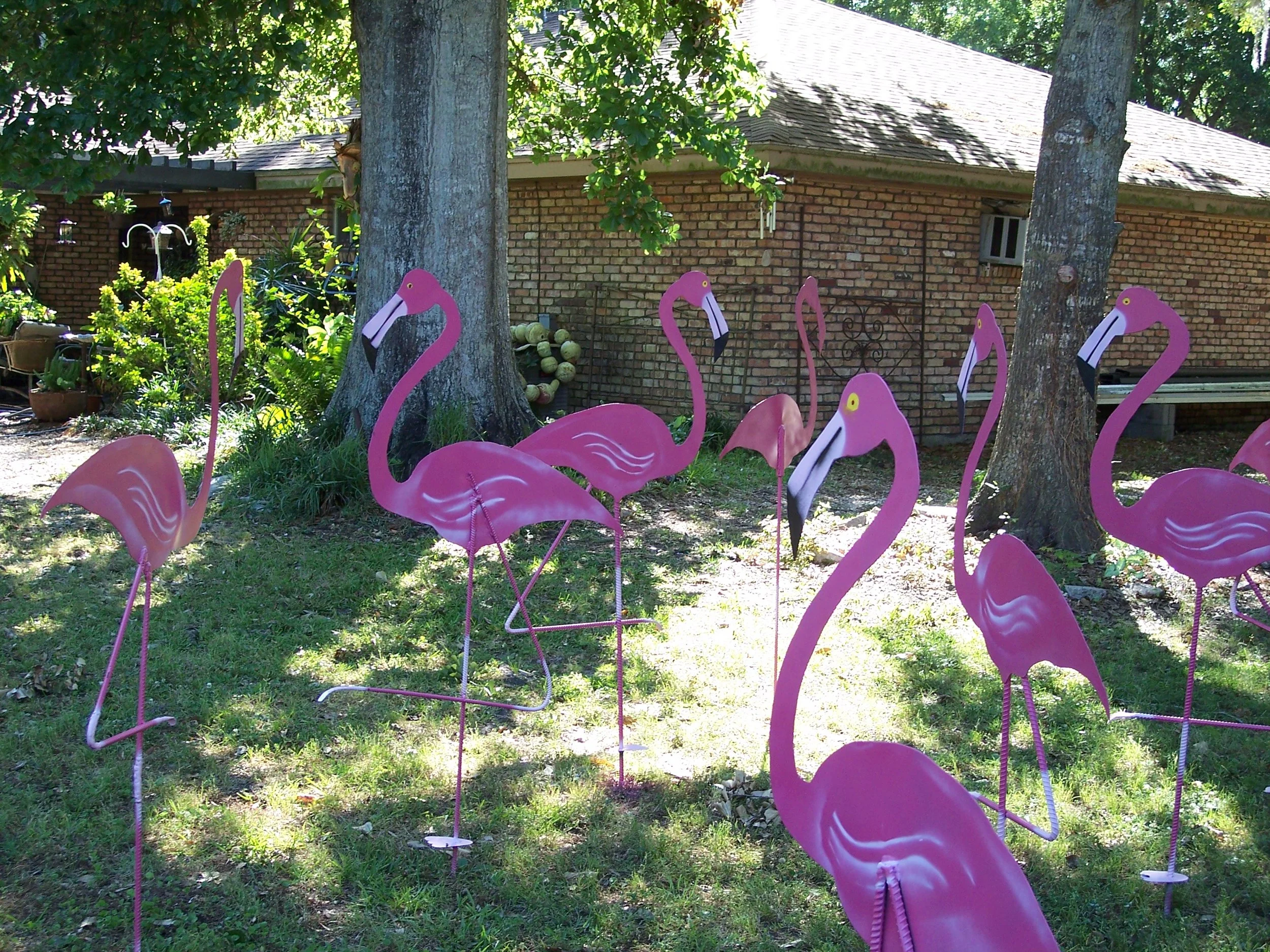 Flock of Flamingos
