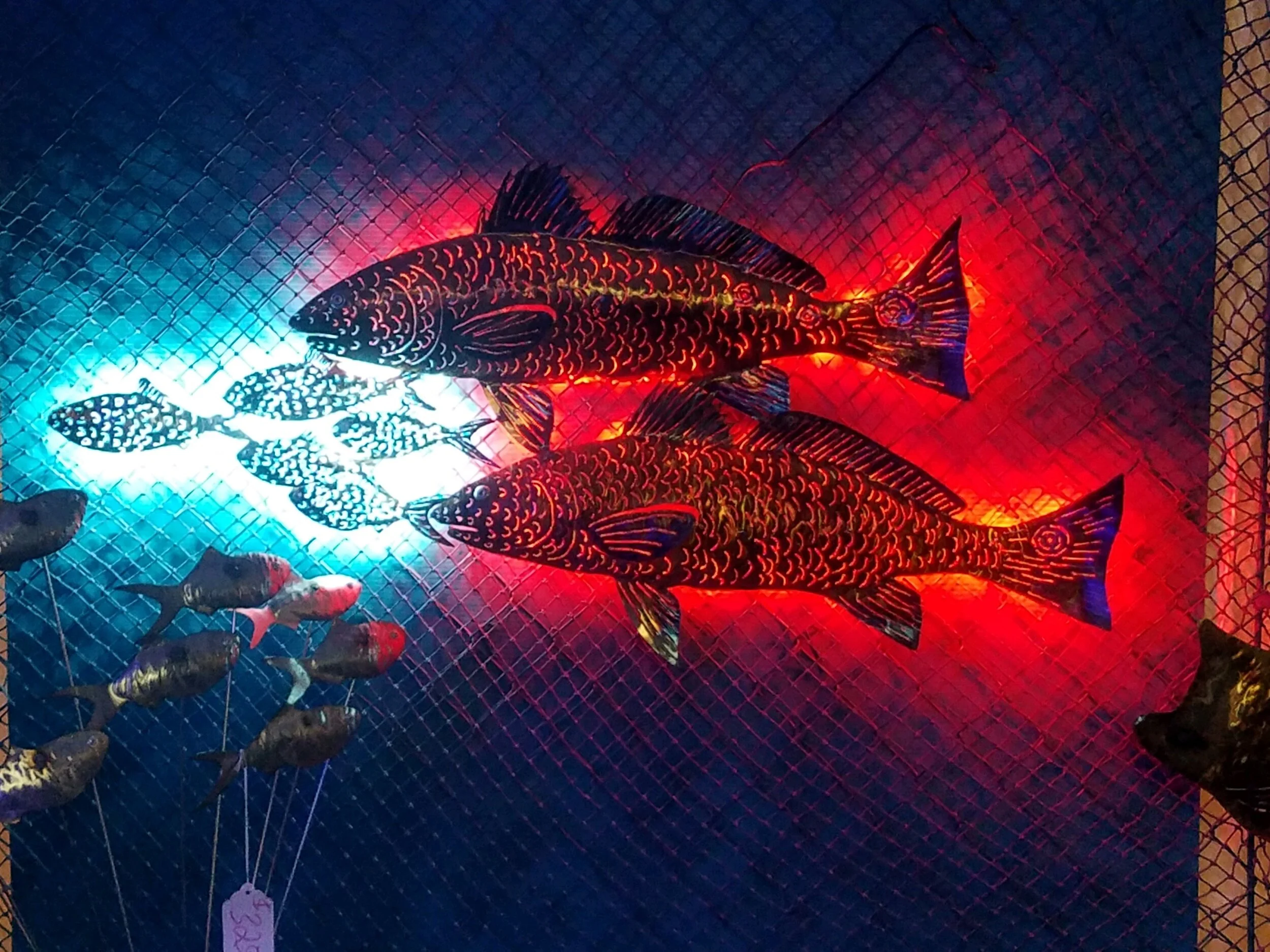 Redfish chasing Pogies