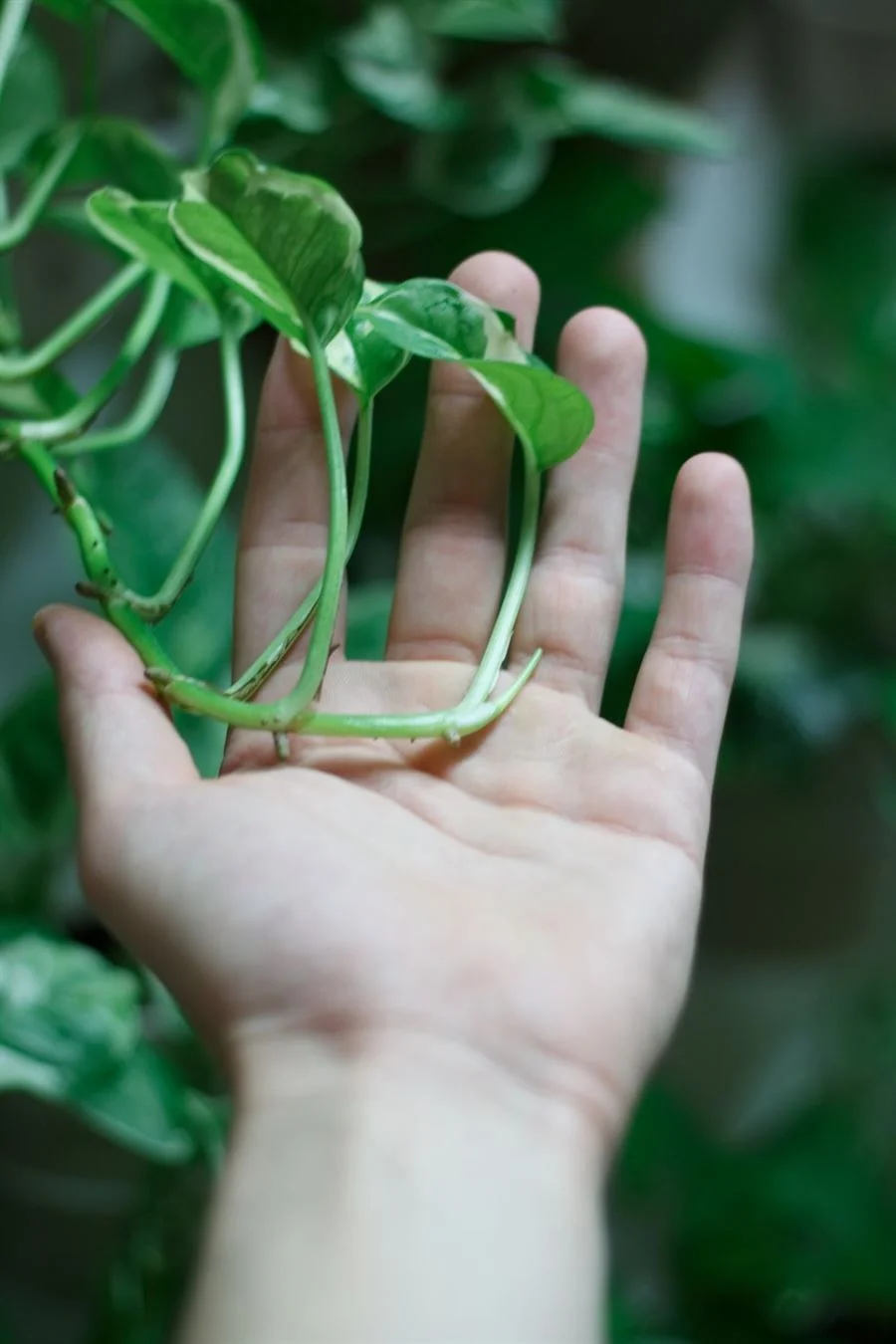 Golden Pothos Plant on Green Wall in Apartment