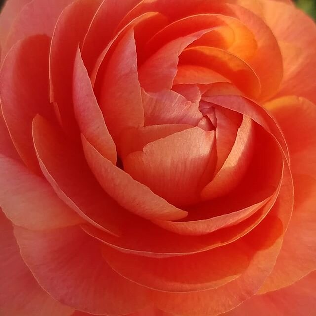 Restocked this morning at James Ranch Market 🌅 Luscious bunches of fresh ranunculus and anemones!! Thank you to all who are choosing to support local businesses during this time 💖

Heirloom flowers lovingly grown at James Ranch @jamesranch . Durang