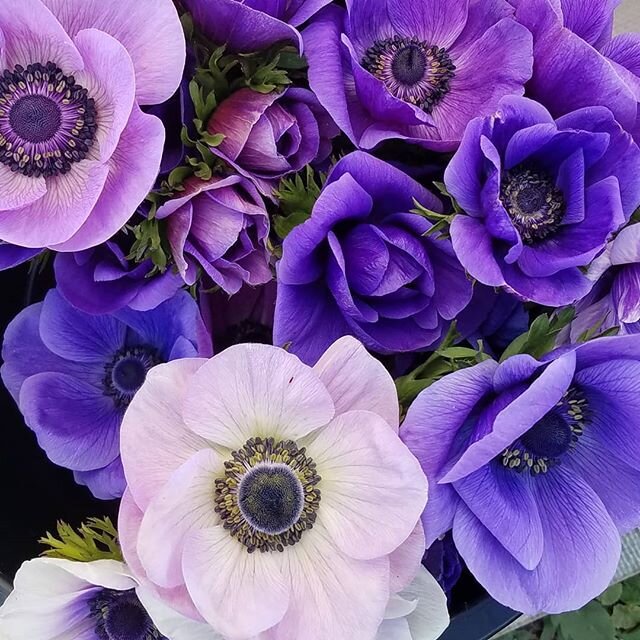 Heartfelt blessings and love to all of you amazing mamas out there💗 Happy (little bit early) Mother's Day!!
Heirloom flowers lovingly grown at James Ranch @jamesranch . Durango,  CO.
#slowflowers #flowerfarmer #farmerflorist #seasonalfloweralliance 