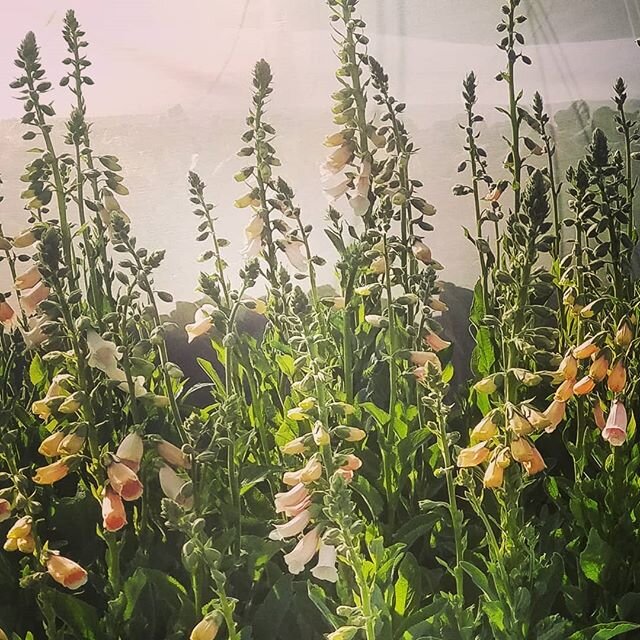 Love love love this apricot foxglove!! Such whimsical fairy flowers💕
For you Durango locals, fresh delivery this morning at Nature's Oasis @natures_oasis_durango.

Heirloom flowers lovingly grown at James Ranch @jamesranch . Durango,  CO. 
#slowflow