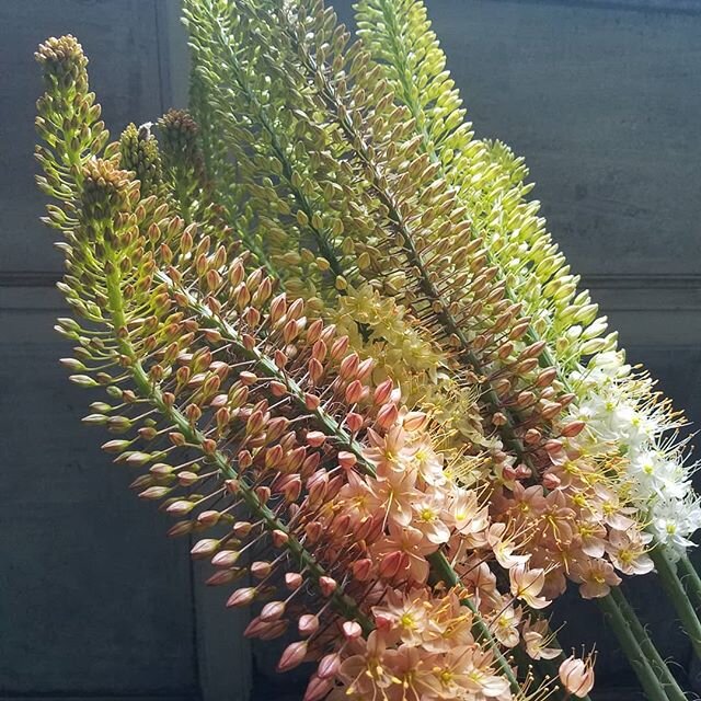 Foxtail lilies are pretty rad! Glad to have added these big, bold beauties to our perennial garden 💙💜✨
Heirloom flowers lovingly grown at James Ranch @jamesranch . Durango,  CO.
#slowflowers #flowerfarmer #farmerflorist #seasonalfloweralliance #gro