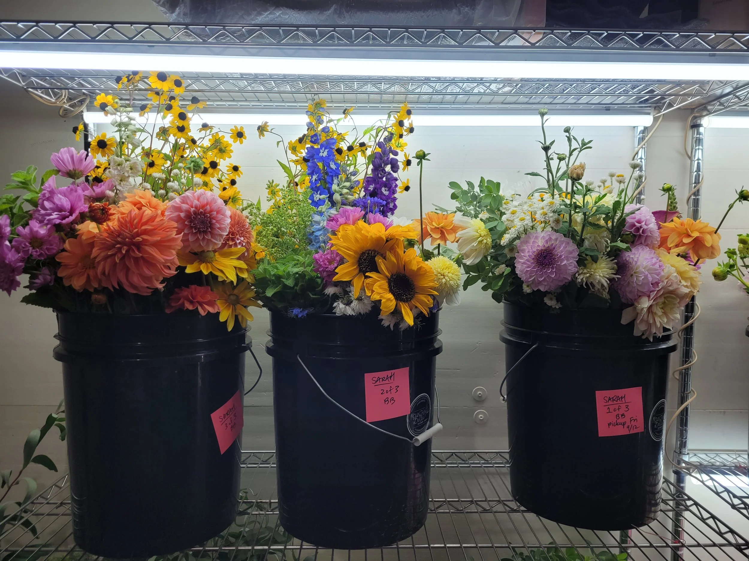 20250909_153704 - Copy.jpg