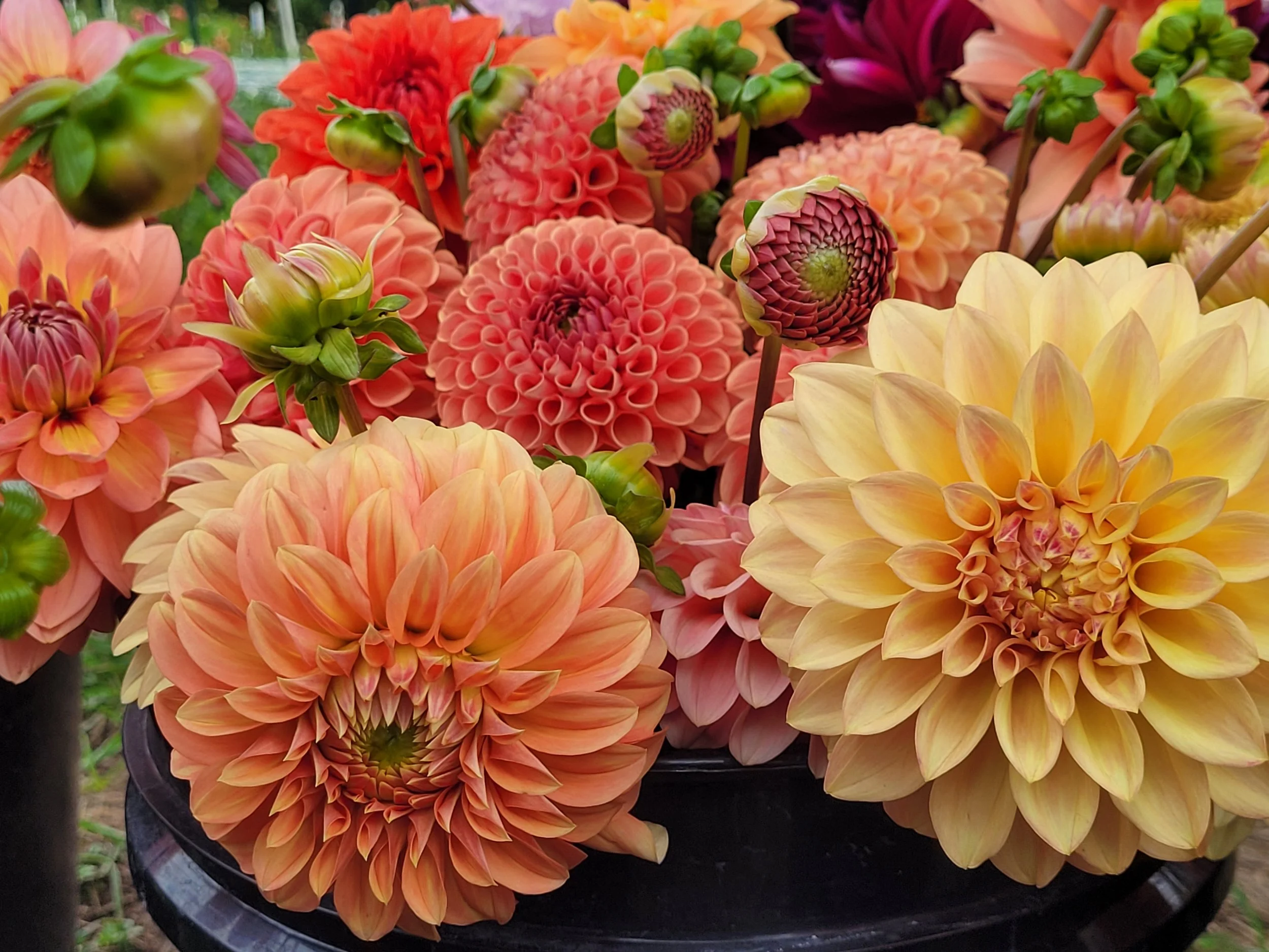 20250922_111758 - Copy.jpg