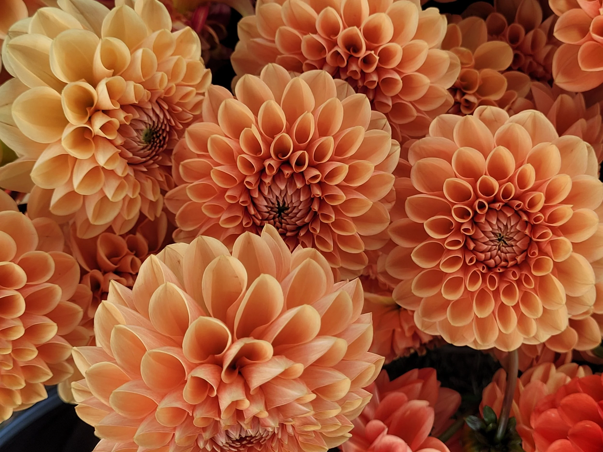 20250922_111833 - Copy.jpg