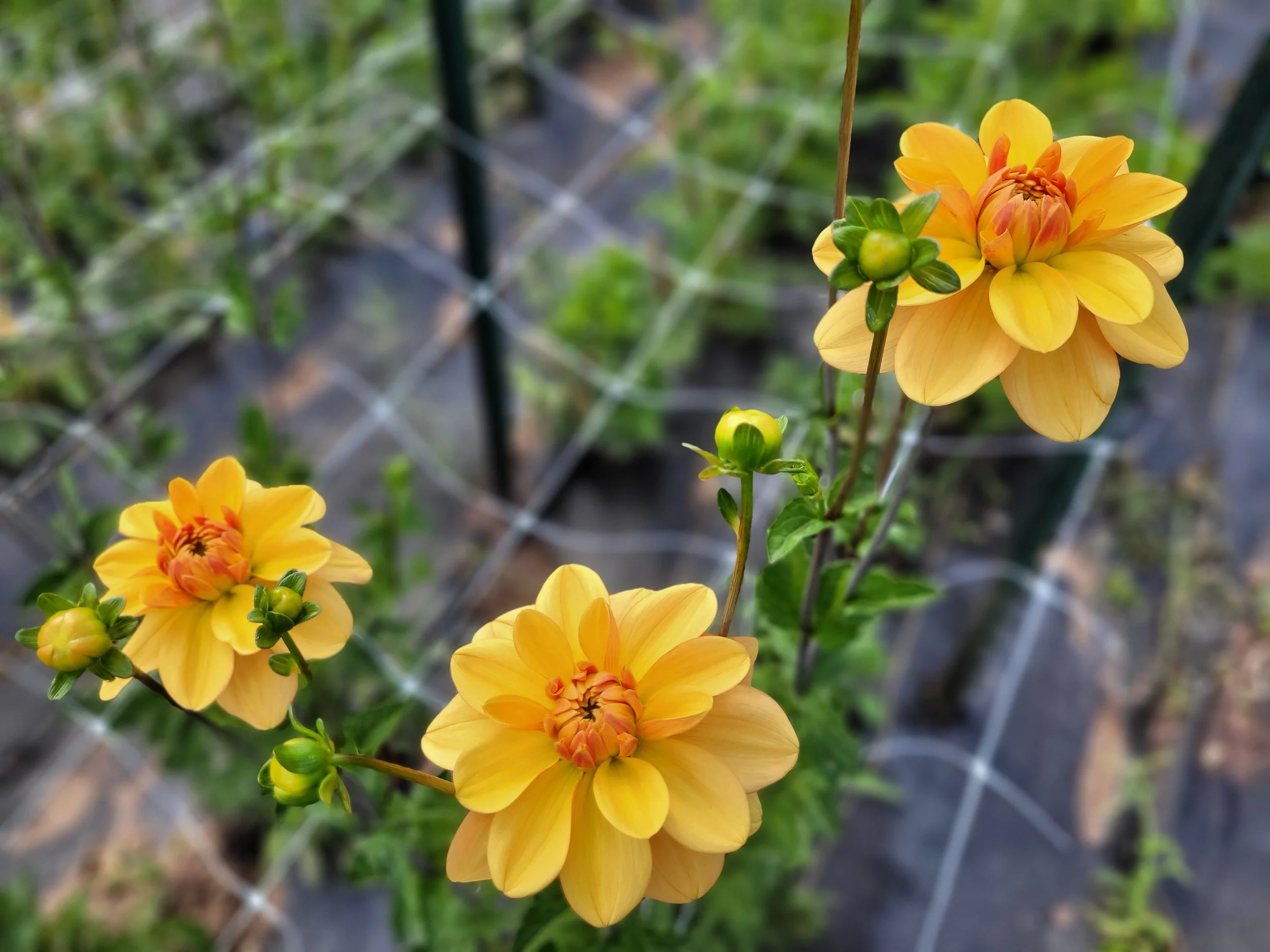 20250907_114714 - Copy.jpg