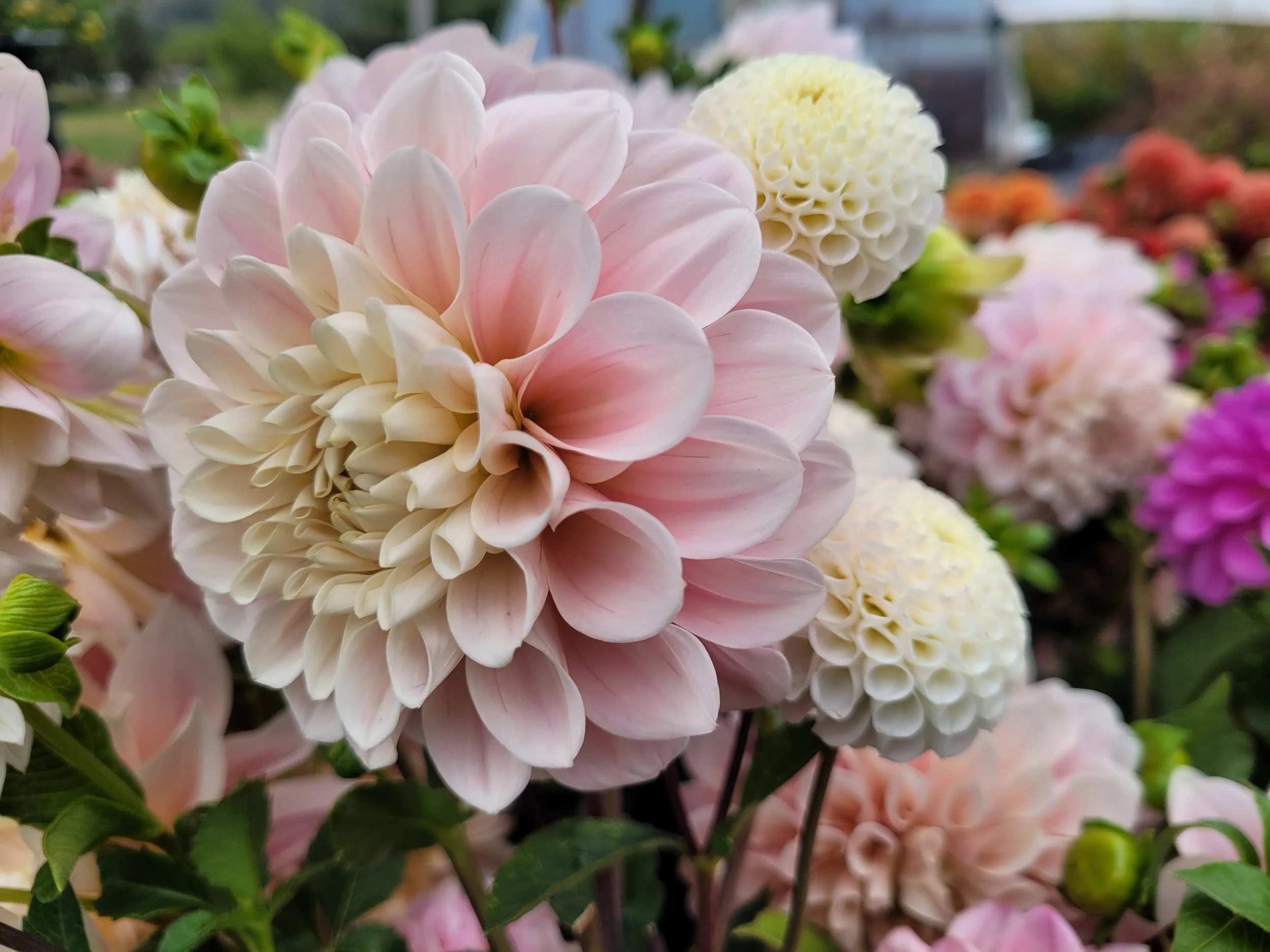 20250922_112856 - Copy.jpg