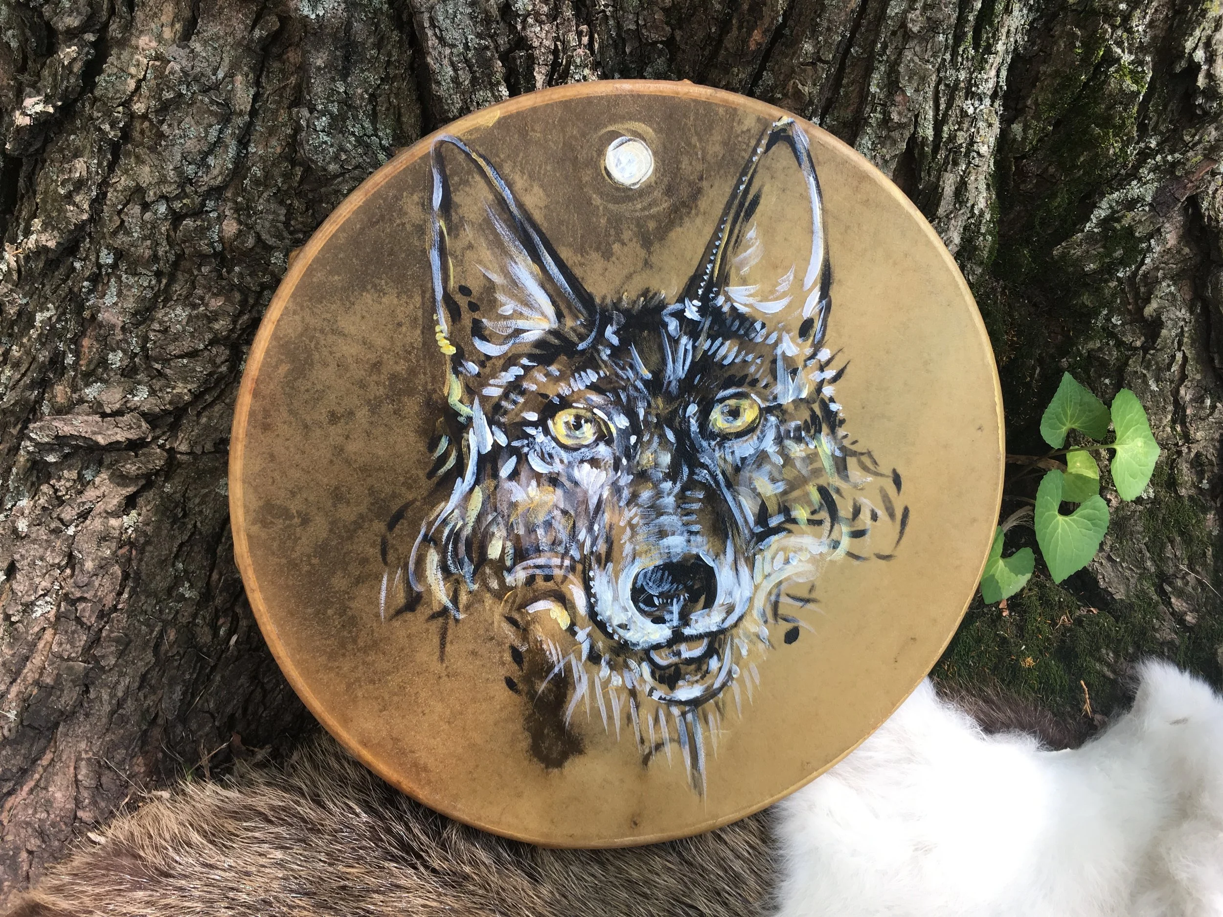 Coyote--Painted 12" Drum