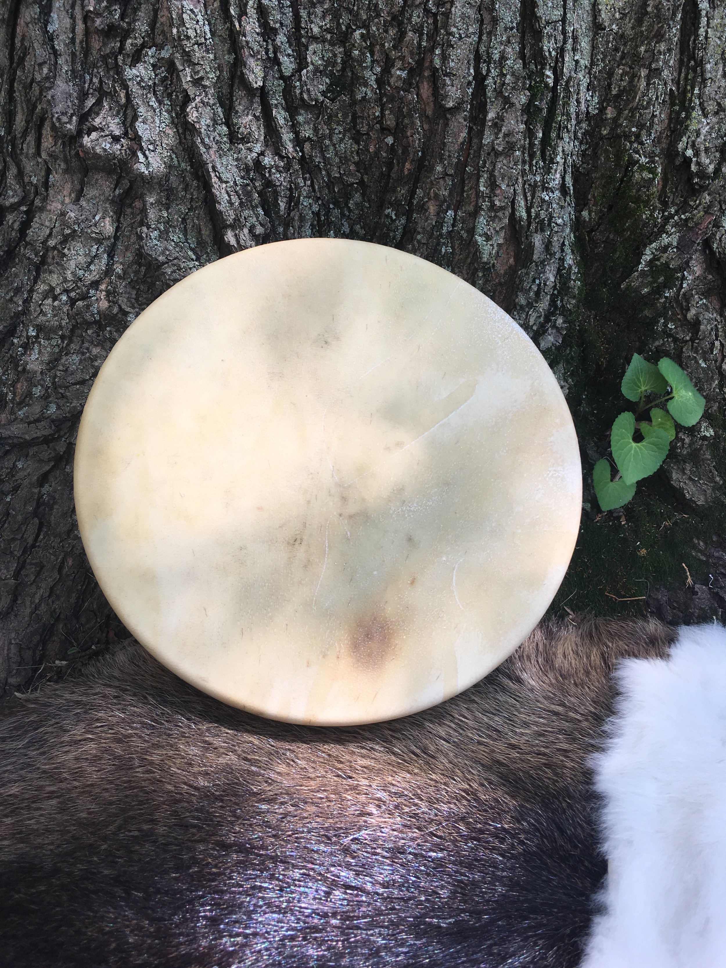 12" Rawhide Hand Drum