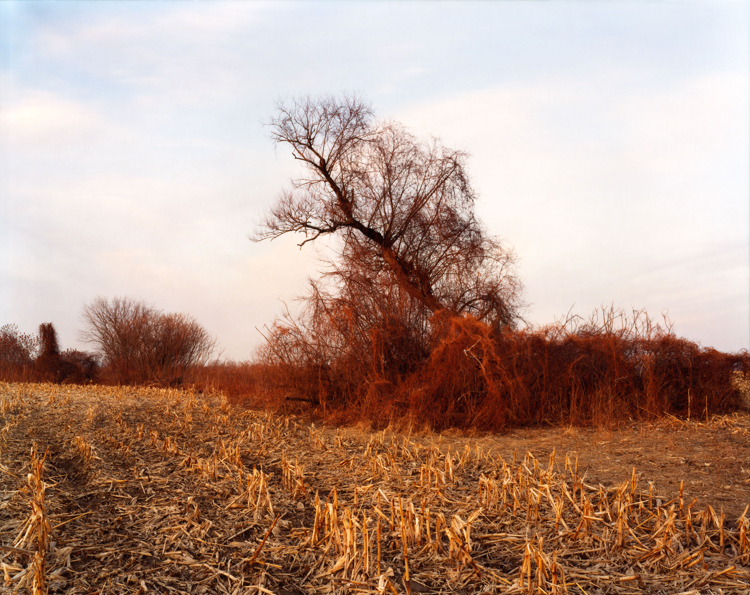 The East Meadows, Northampton, Massachusetts, November 28, 2007