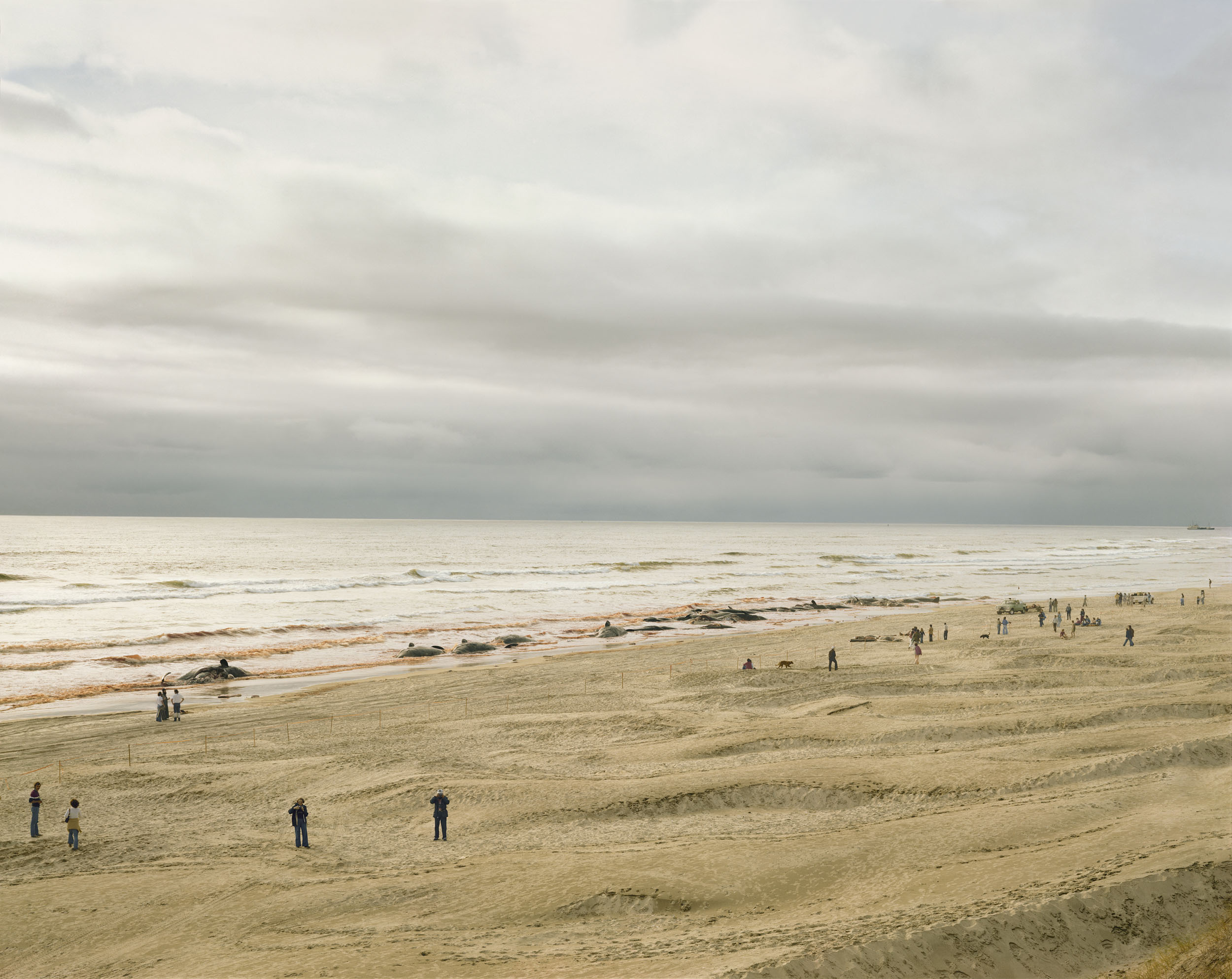 9_Approximately 17 of 41 Sperm Whales That Beached and Subsequently Died, Florence, Oregon, June 1979.jpg