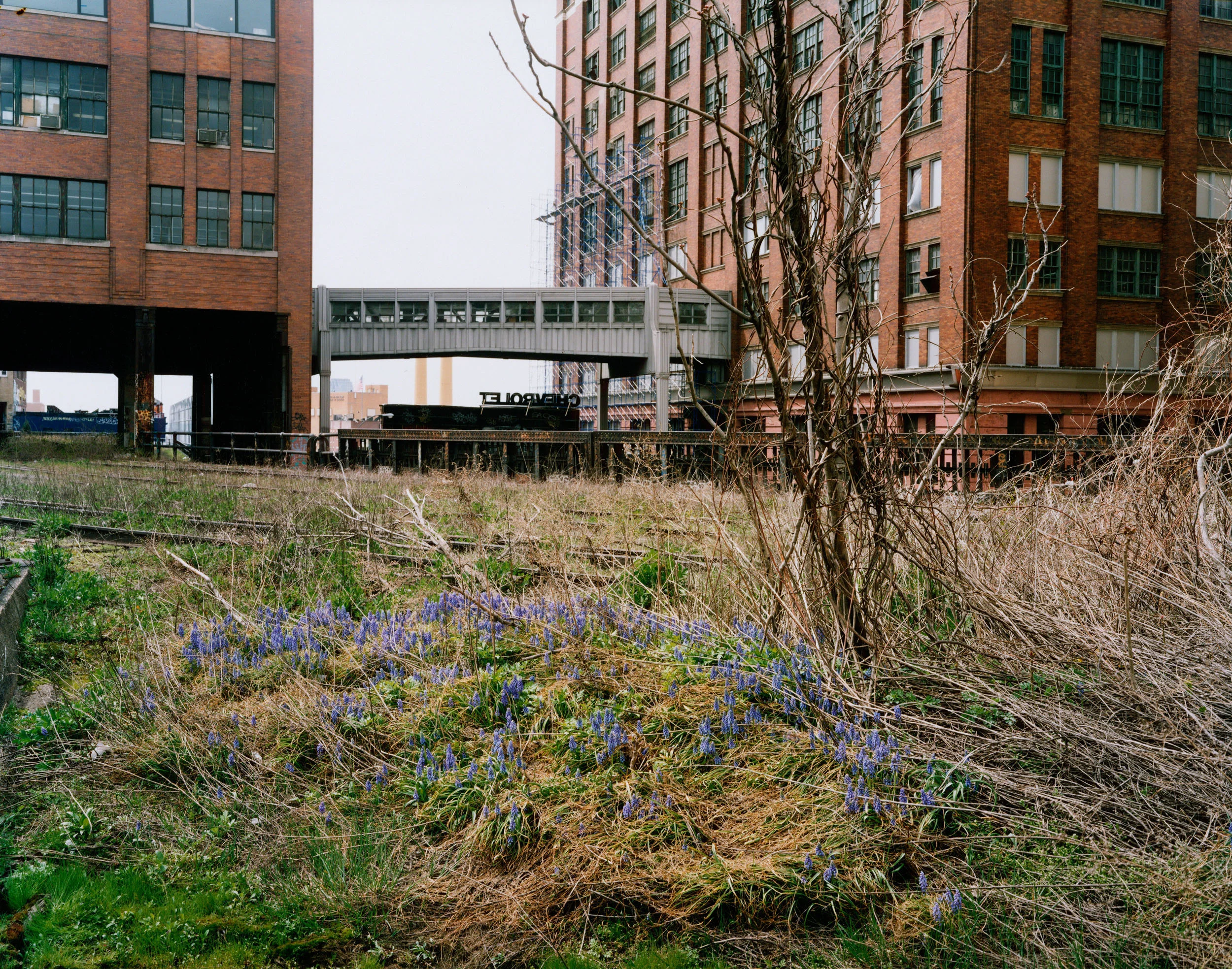 Grape Hyacinth, April 2000